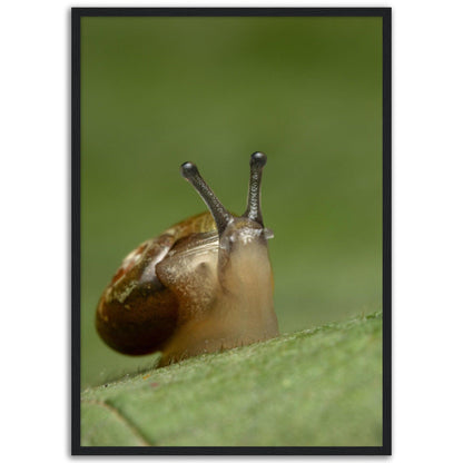 Schnecke 3 - Printree.ch amphibisch, biologie, fauna, Foto, Fotografie, frosch, gemeinsam, makro, Martin_Reichenbach, nahaufnahme, natur, schnecke, teich, tier, wild