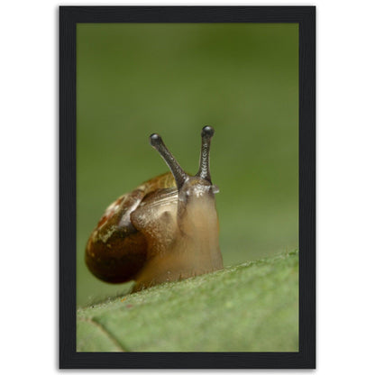 Schnecke 3 - Printree.ch amphibisch, biologie, fauna, Foto, Fotografie, frosch, gemeinsam, makro, Martin_Reichenbach, nahaufnahme, natur, schnecke, teich, tier, wild