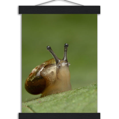 Schnecke 3 - Printree.ch amphibisch, biologie, fauna, Foto, Fotografie, frosch, gemeinsam, makro, Martin_Reichenbach, nahaufnahme, natur, schnecke, teich, tier, wild