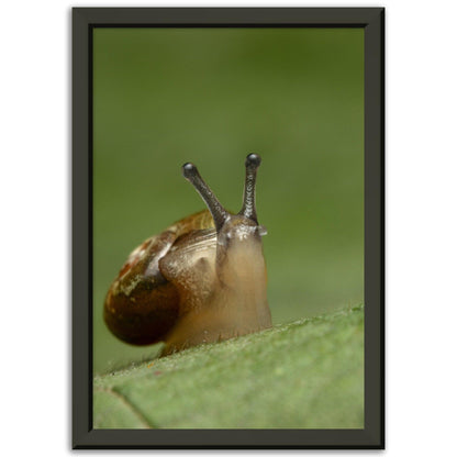 Schnecke 3 - Printree.ch amphibisch, biologie, fauna, Foto, Fotografie, frosch, gemeinsam, makro, Martin_Reichenbach, nahaufnahme, natur, schnecke, teich, tier, wild