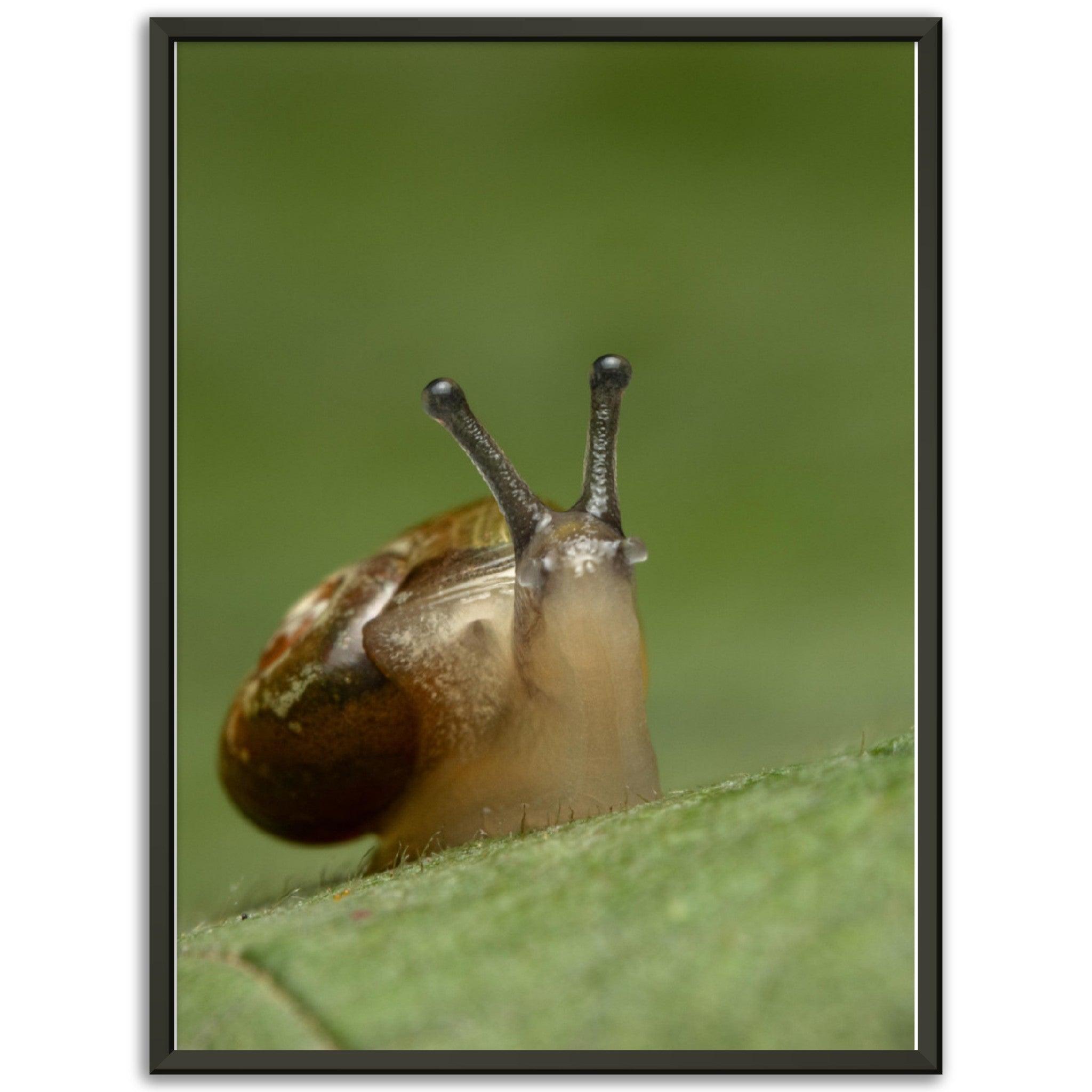 Schnecke 3 - Printree.ch amphibisch, biologie, fauna, Foto, Fotografie, frosch, gemeinsam, makro, Martin_Reichenbach, nahaufnahme, natur, schnecke, teich, tier, wild