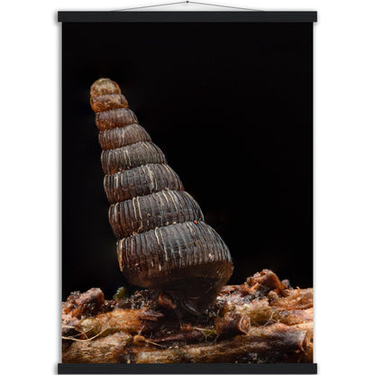 Schnecke 4 - Printree.ch amphibisch, biologie, fauna, Foto, Fotografie, frosch, gemeinsam, makro, Martin_Reichenbach, nahaufnahme, natur, schnecke, teich, tier, wild