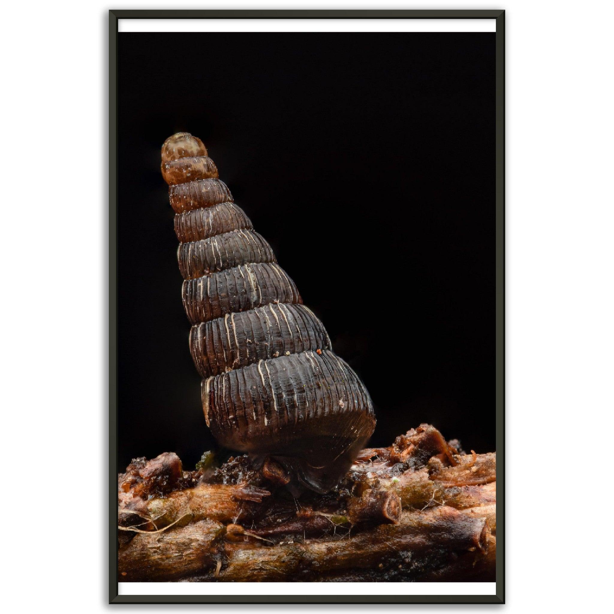 Schnecke 4 - Printree.ch amphibisch, biologie, fauna, Foto, Fotografie, frosch, gemeinsam, makro, Martin_Reichenbach, nahaufnahme, natur, schnecke, teich, tier, wild