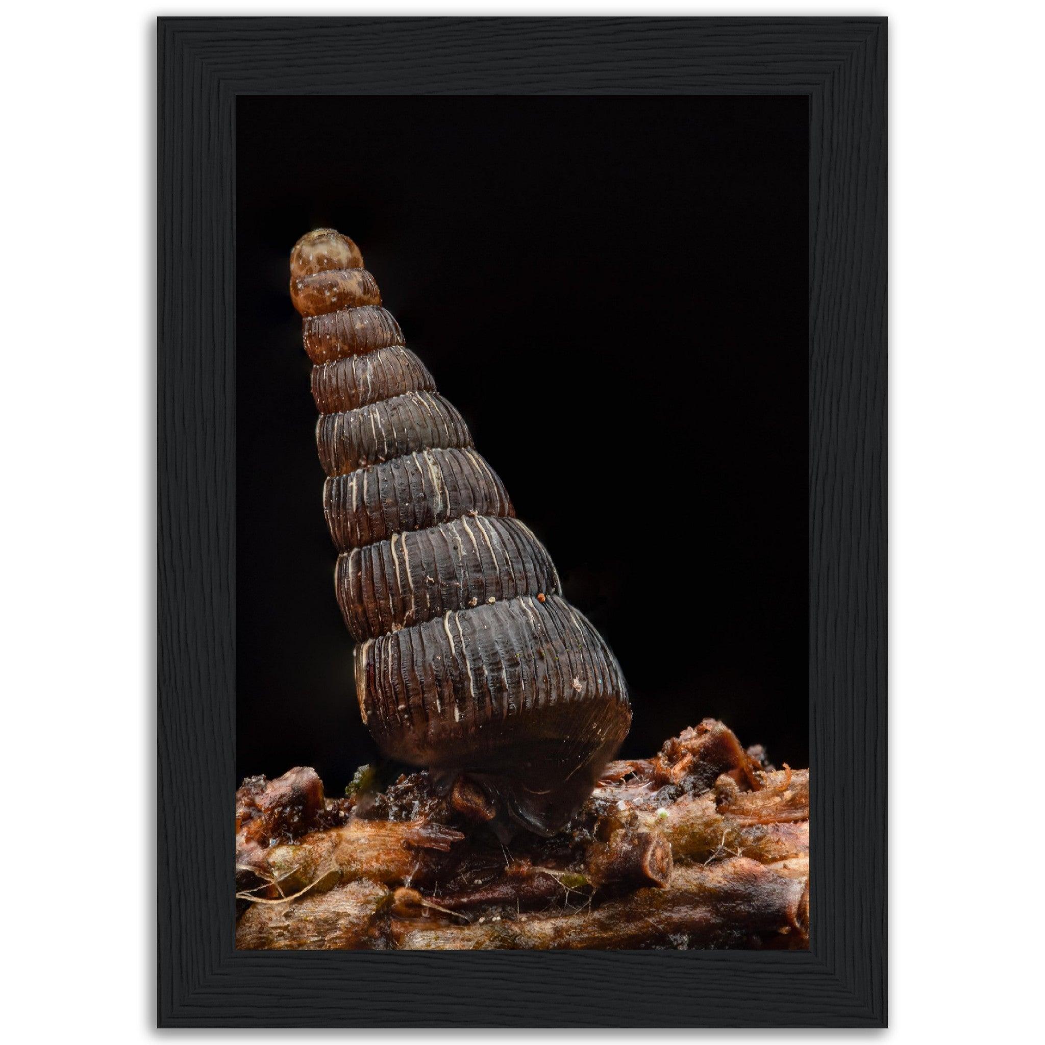 Schnecke 4 - Printree.ch amphibisch, biologie, fauna, Foto, Fotografie, frosch, gemeinsam, makro, Martin_Reichenbach, nahaufnahme, natur, schnecke, teich, tier, wild