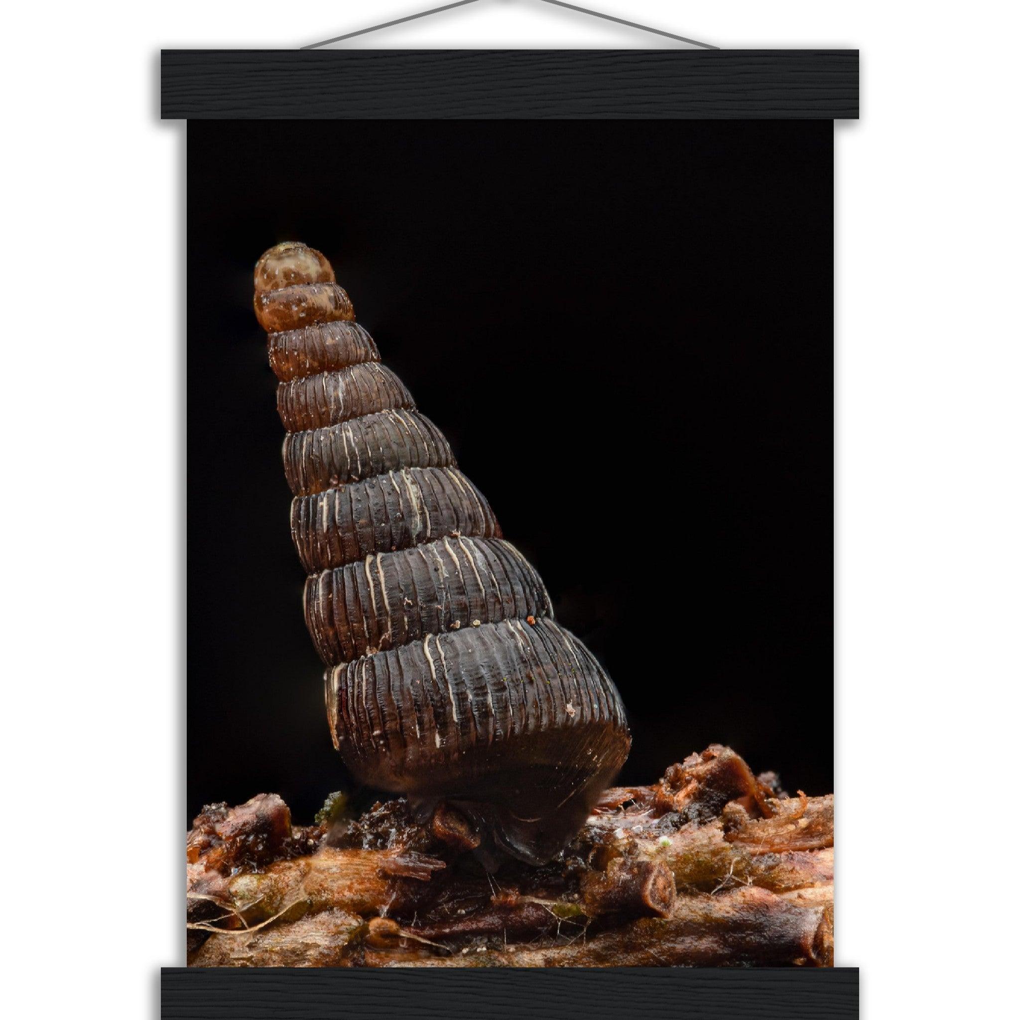 Schnecke 4 - Printree.ch amphibisch, biologie, fauna, Foto, Fotografie, frosch, gemeinsam, makro, Martin_Reichenbach, nahaufnahme, natur, schnecke, teich, tier, wild