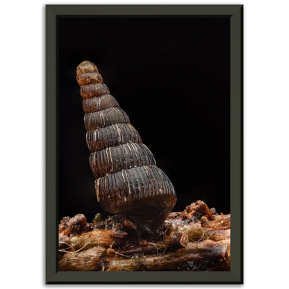 Schnecke 4 - Printree.ch amphibisch, biologie, fauna, Foto, Fotografie, frosch, gemeinsam, makro, Martin_Reichenbach, nahaufnahme, natur, schnecke, teich, tier, wild