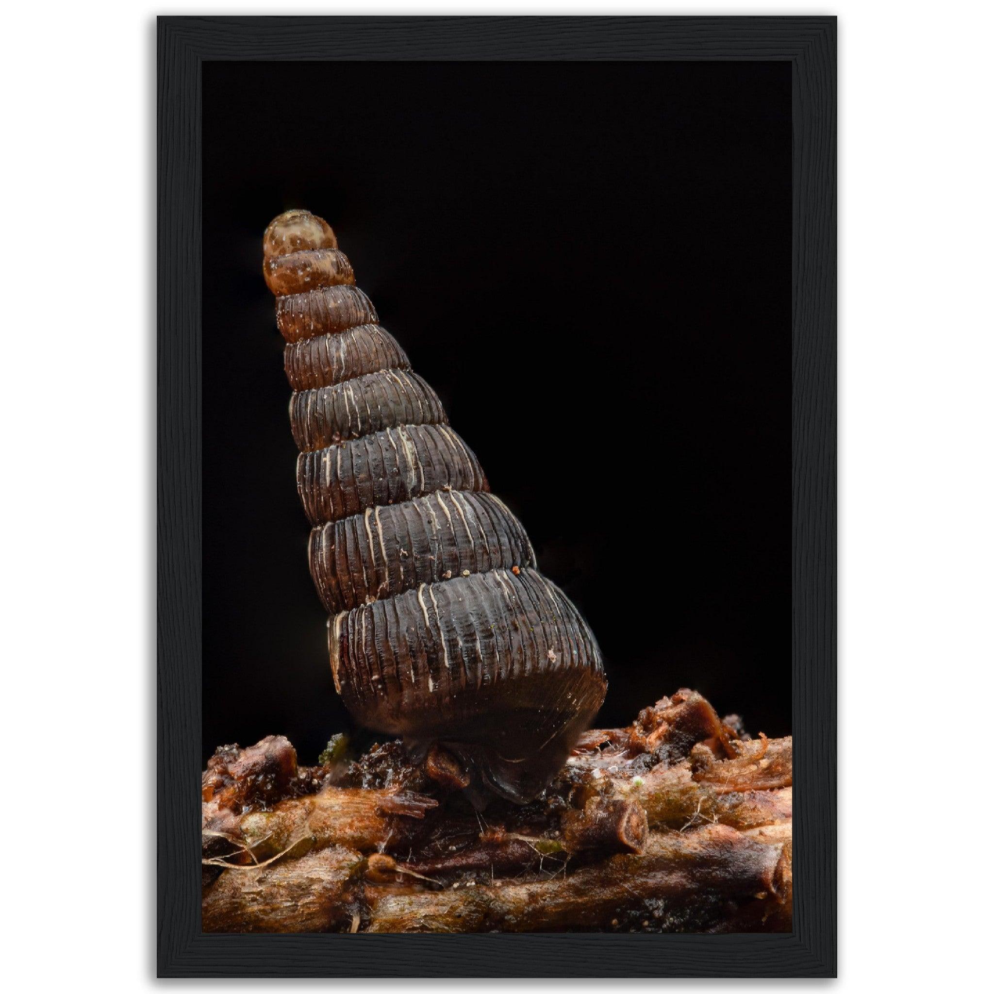 Schnecke 4 - Printree.ch amphibisch, biologie, fauna, Foto, Fotografie, frosch, gemeinsam, makro, Martin_Reichenbach, nahaufnahme, natur, schnecke, teich, tier, wild