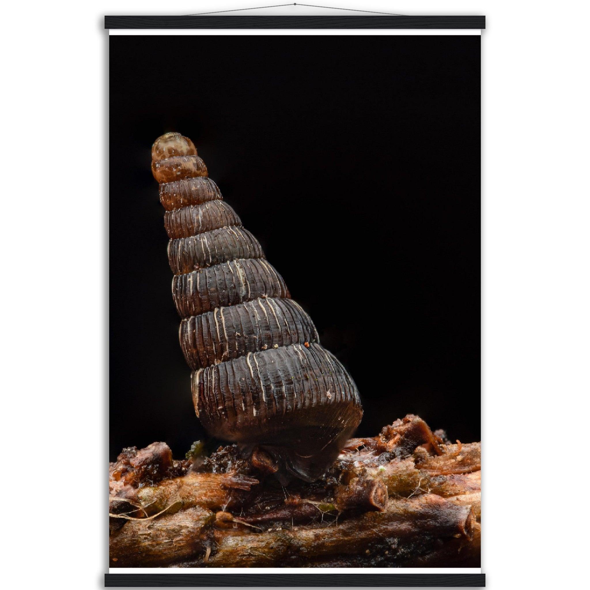 Schnecke 4 - Printree.ch amphibisch, biologie, fauna, Foto, Fotografie, frosch, gemeinsam, makro, Martin_Reichenbach, nahaufnahme, natur, schnecke, teich, tier, wild