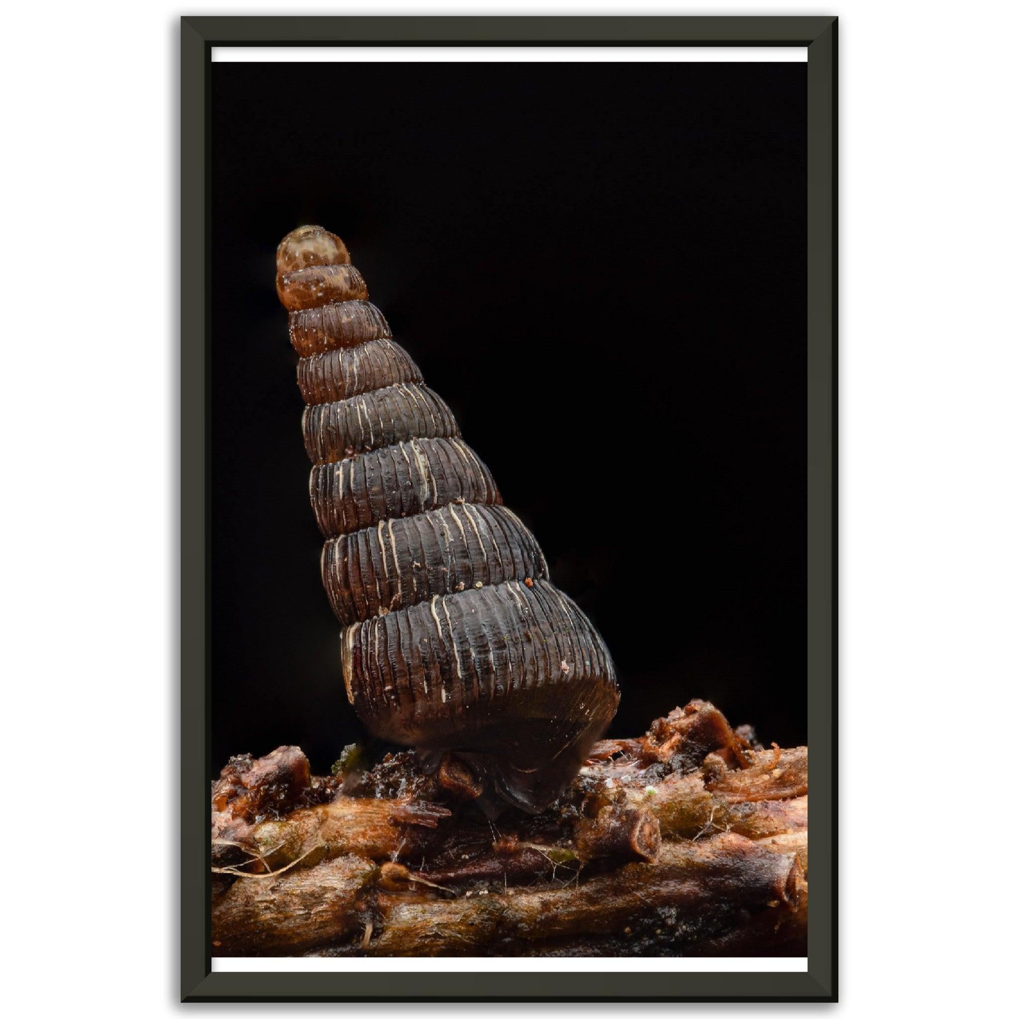 Schnecke 4 - Printree.ch amphibisch, biologie, fauna, Foto, Fotografie, frosch, gemeinsam, makro, Martin_Reichenbach, nahaufnahme, natur, schnecke, teich, tier, wild