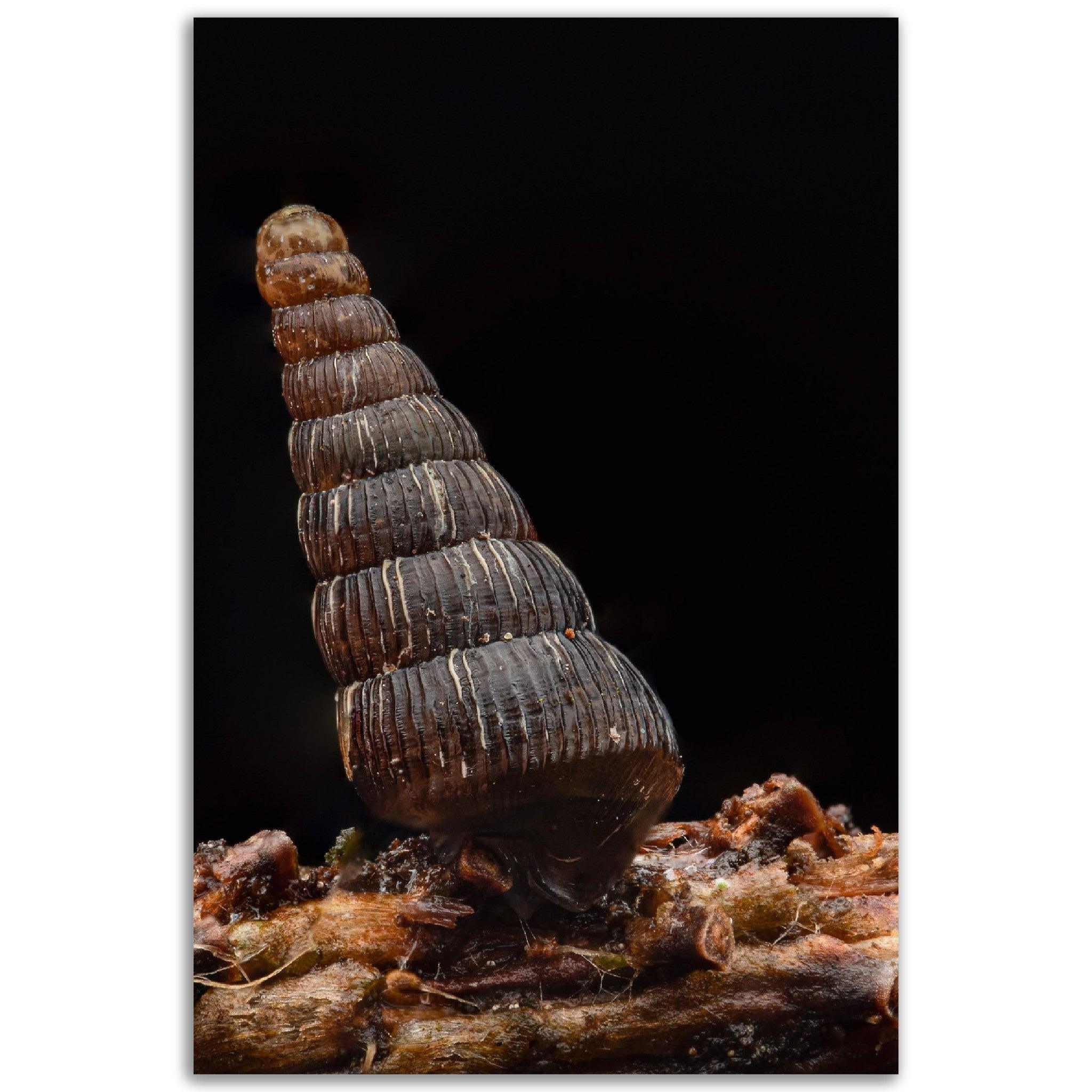 Schnecke 4 - Printree.ch amphibisch, biologie, fauna, Foto, Fotografie, frosch, gemeinsam, makro, Martin_Reichenbach, nahaufnahme, natur, schnecke, teich, tier, wild