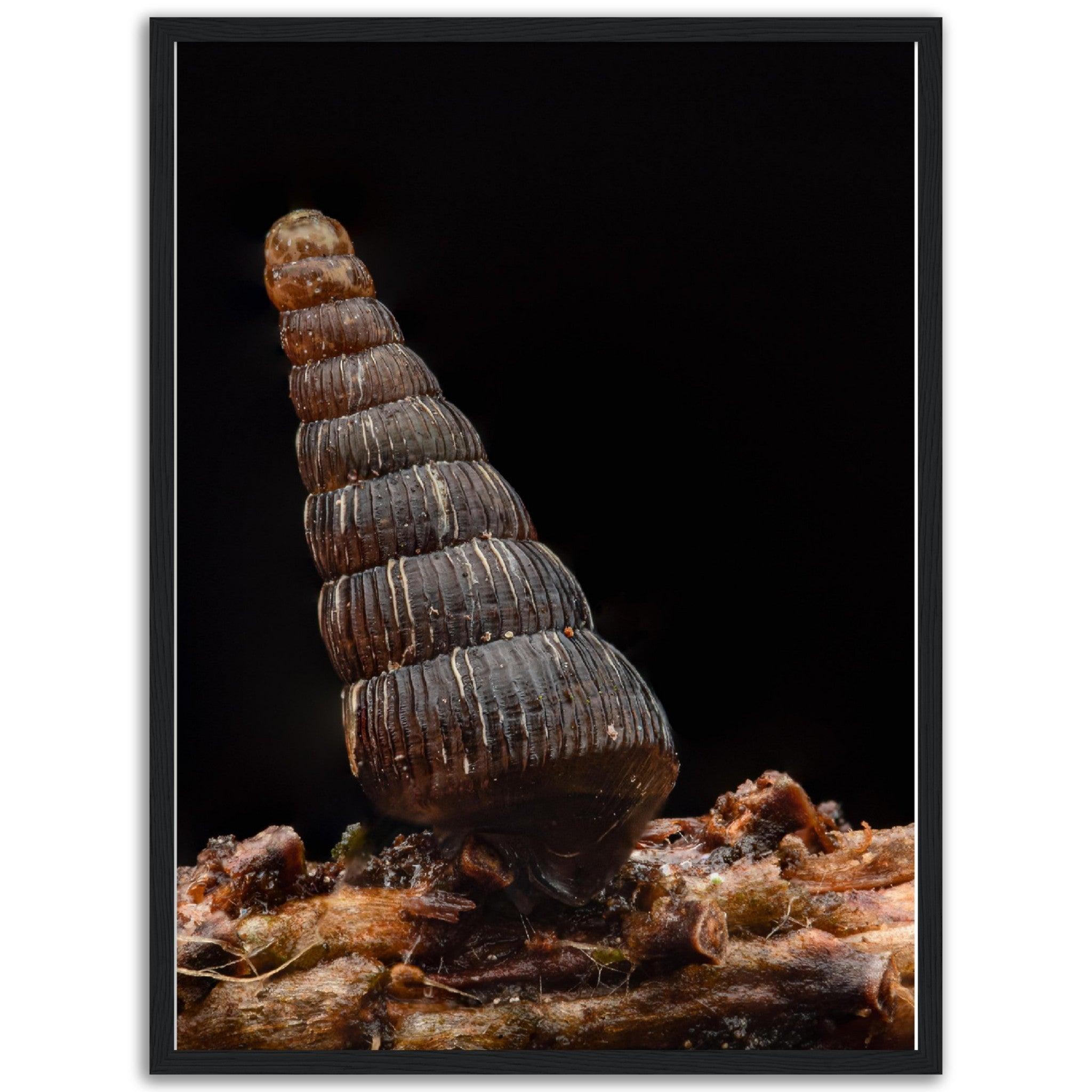 Schnecke 4 - Printree.ch amphibisch, biologie, fauna, Foto, Fotografie, frosch, gemeinsam, makro, Martin_Reichenbach, nahaufnahme, natur, schnecke, teich, tier, wild