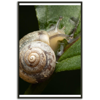 Schnecke 6 - Printree.ch amphibisch, biologie, fauna, Foto, Fotografie, frosch, gemeinsam, makro, Martin_Reichenbach, nahaufnahme, natur, schnecke, teich, tier, wild