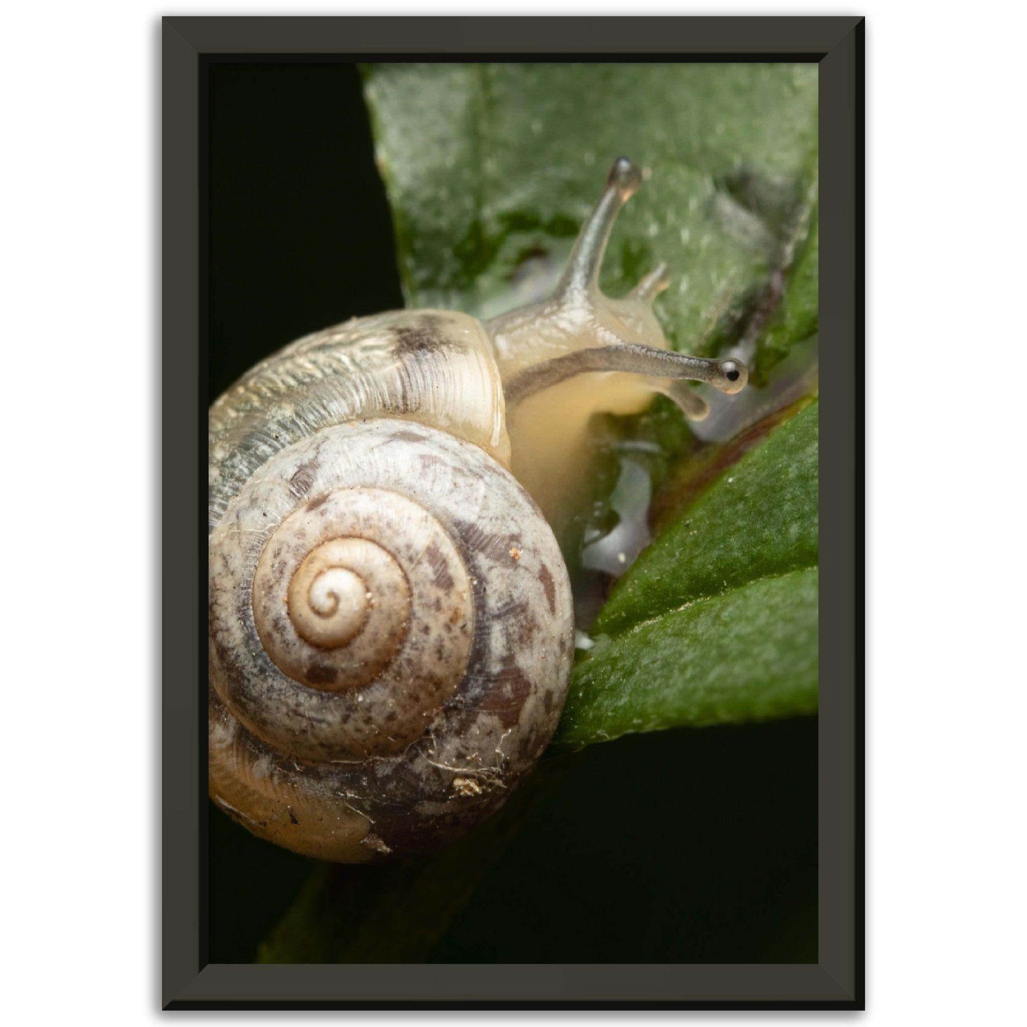 Schnecke 6 - Printree.ch amphibisch, biologie, fauna, Foto, Fotografie, frosch, gemeinsam, makro, Martin_Reichenbach, nahaufnahme, natur, schnecke, teich, tier, wild