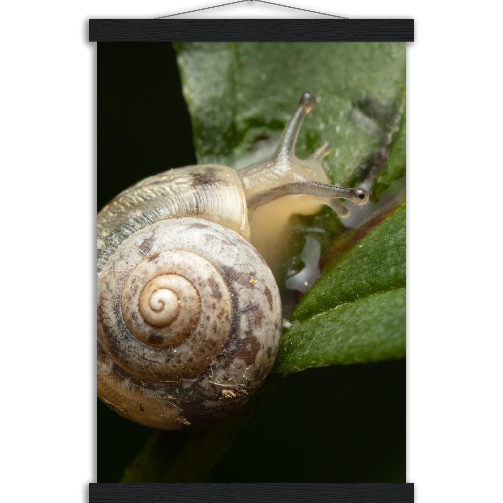 Schnecke 6 - Printree.ch amphibisch, biologie, fauna, Foto, Fotografie, frosch, gemeinsam, makro, Martin_Reichenbach, nahaufnahme, natur, schnecke, teich, tier, wild