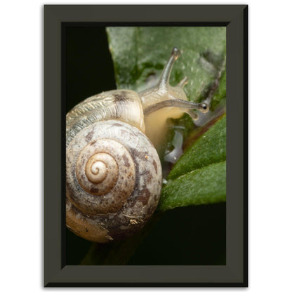 Schnecke 6 - Printree.ch amphibisch, biologie, fauna, Foto, Fotografie, frosch, gemeinsam, makro, Martin_Reichenbach, nahaufnahme, natur, schnecke, teich, tier, wild