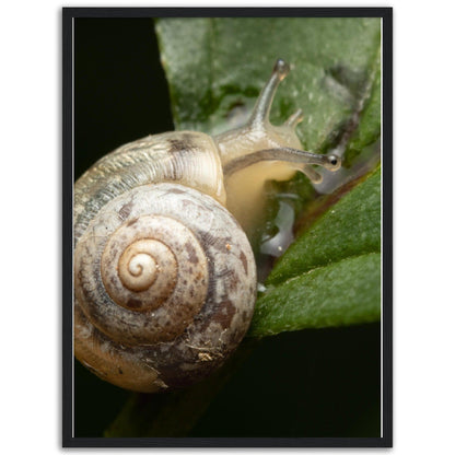 Schnecke 6 - Printree.ch amphibisch, biologie, fauna, Foto, Fotografie, frosch, gemeinsam, makro, Martin_Reichenbach, nahaufnahme, natur, schnecke, teich, tier, wild