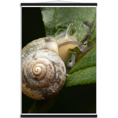 Schnecke 6 - Printree.ch amphibisch, biologie, fauna, Foto, Fotografie, frosch, gemeinsam, makro, Martin_Reichenbach, nahaufnahme, natur, schnecke, teich, tier, wild