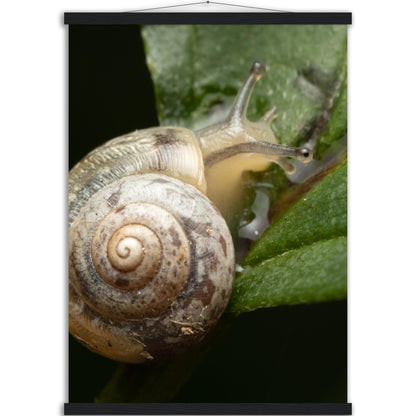 Schnecke 6 - Printree.ch amphibisch, biologie, fauna, Foto, Fotografie, frosch, gemeinsam, makro, Martin_Reichenbach, nahaufnahme, natur, schnecke, teich, tier, wild