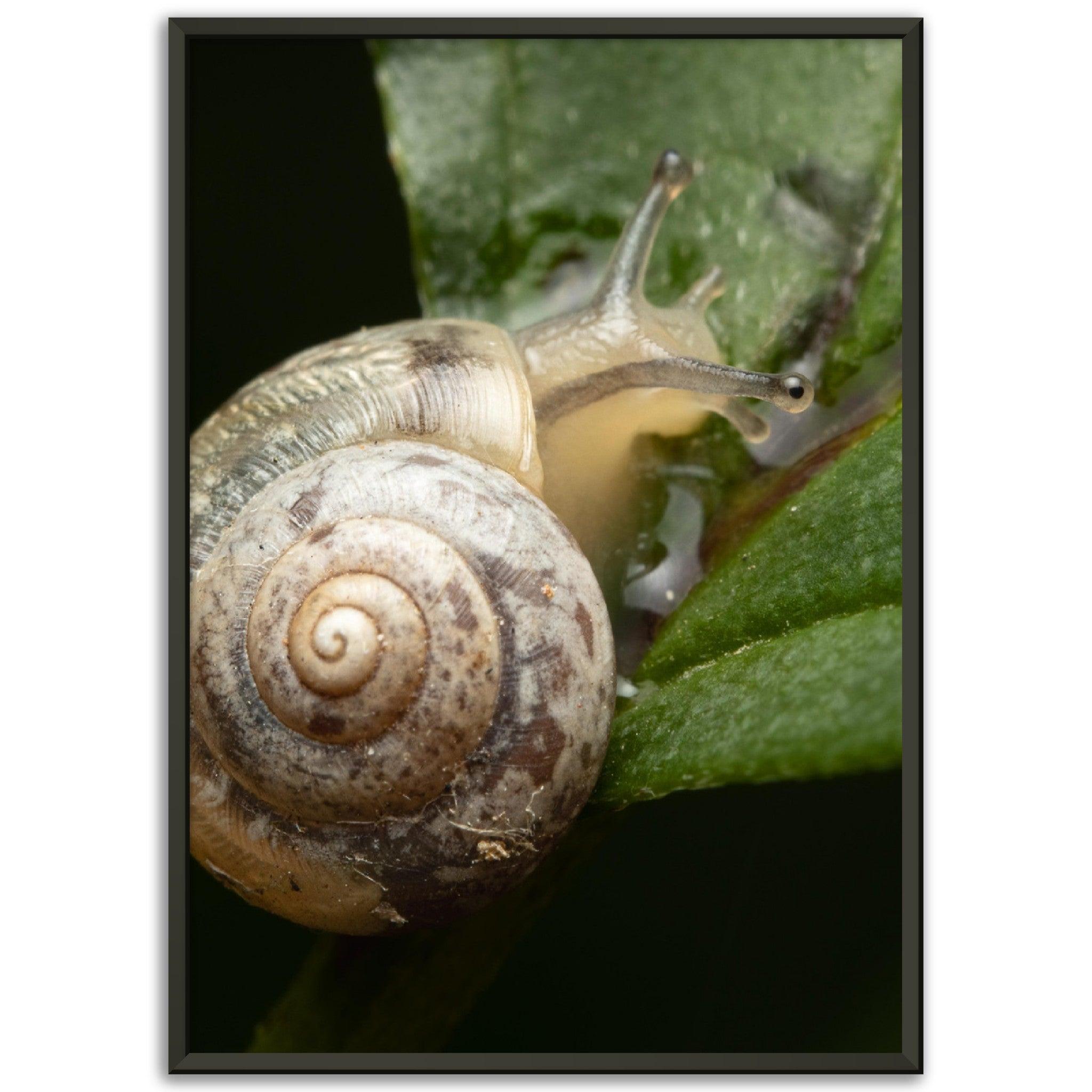 Schnecke 6 - Printree.ch amphibisch, biologie, fauna, Foto, Fotografie, frosch, gemeinsam, makro, Martin_Reichenbach, nahaufnahme, natur, schnecke, teich, tier, wild