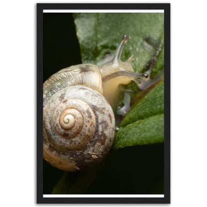 Schnecke 6 - Printree.ch amphibisch, biologie, fauna, Foto, Fotografie, frosch, gemeinsam, makro, Martin_Reichenbach, nahaufnahme, natur, schnecke, teich, tier, wild