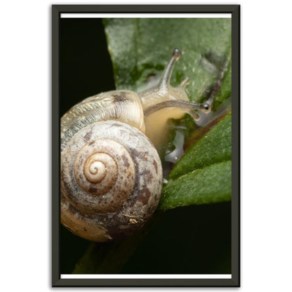 Schnecke 6 - Printree.ch amphibisch, biologie, fauna, Foto, Fotografie, frosch, gemeinsam, makro, Martin_Reichenbach, nahaufnahme, natur, schnecke, teich, tier, wild