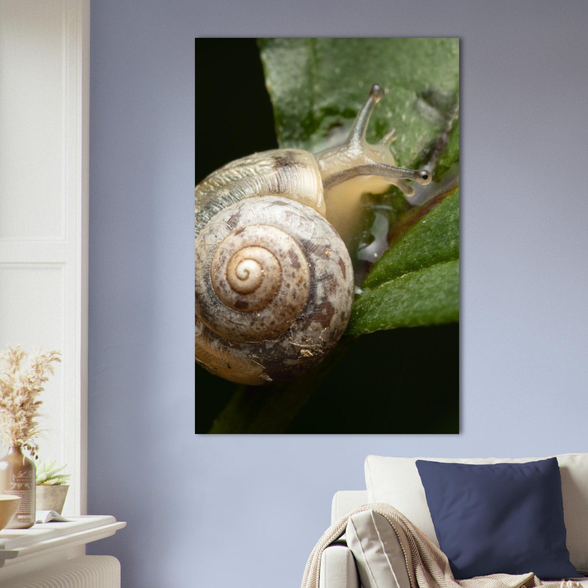 Schnecke 6 - Printree.ch amphibisch, biologie, fauna, Foto, Fotografie, frosch, gemeinsam, makro, Martin_Reichenbach, nahaufnahme, natur, schnecke, teich, tier, wild