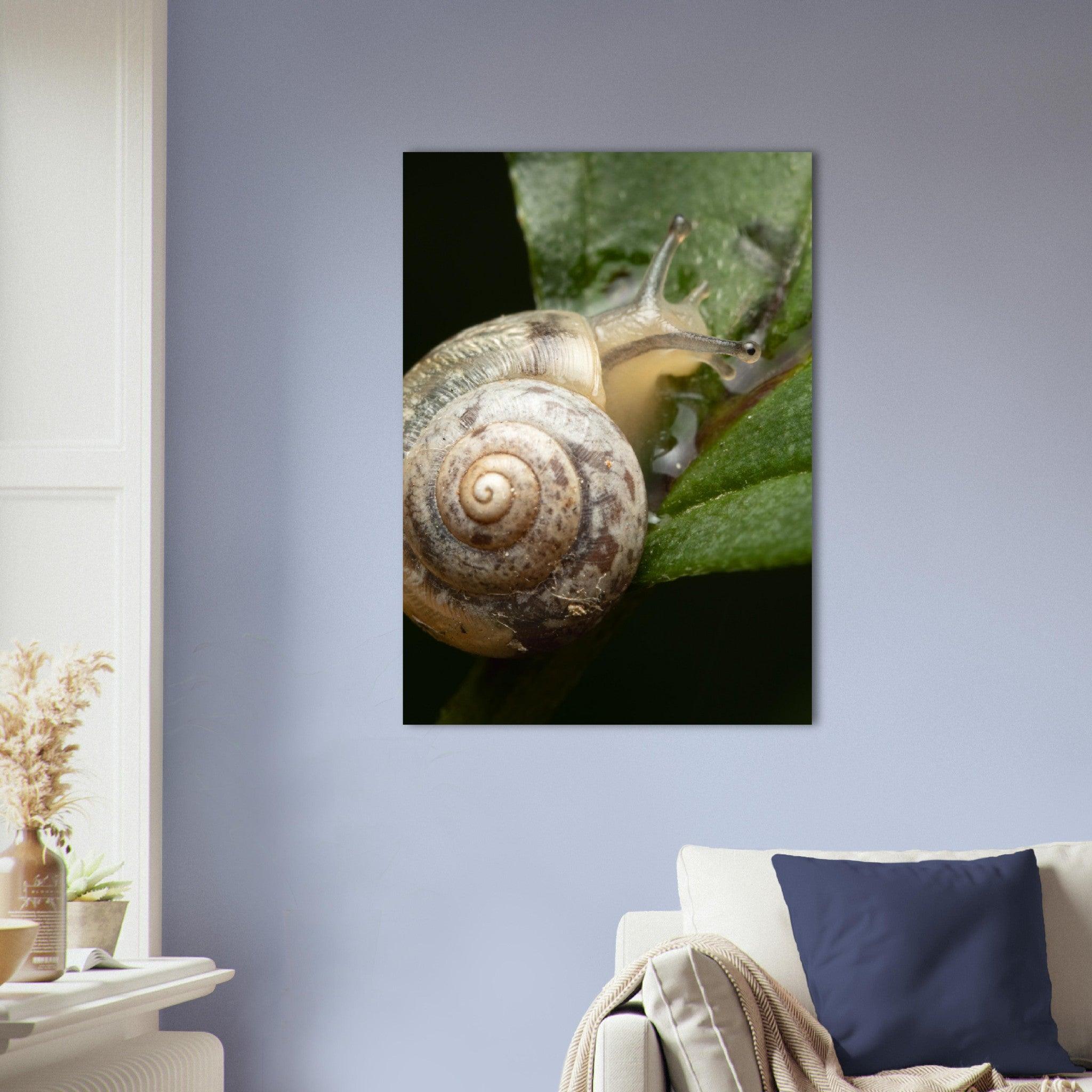 Schnecke 6 - Printree.ch amphibisch, biologie, fauna, Foto, Fotografie, frosch, gemeinsam, makro, Martin_Reichenbach, nahaufnahme, natur, schnecke, teich, tier, wild