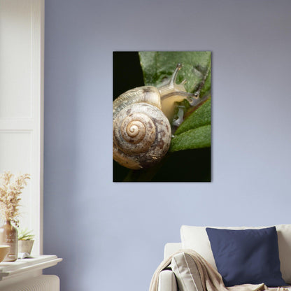 Schnecke 6 - Printree.ch amphibisch, biologie, fauna, Foto, Fotografie, frosch, gemeinsam, makro, Martin_Reichenbach, nahaufnahme, natur, schnecke, teich, tier, wild