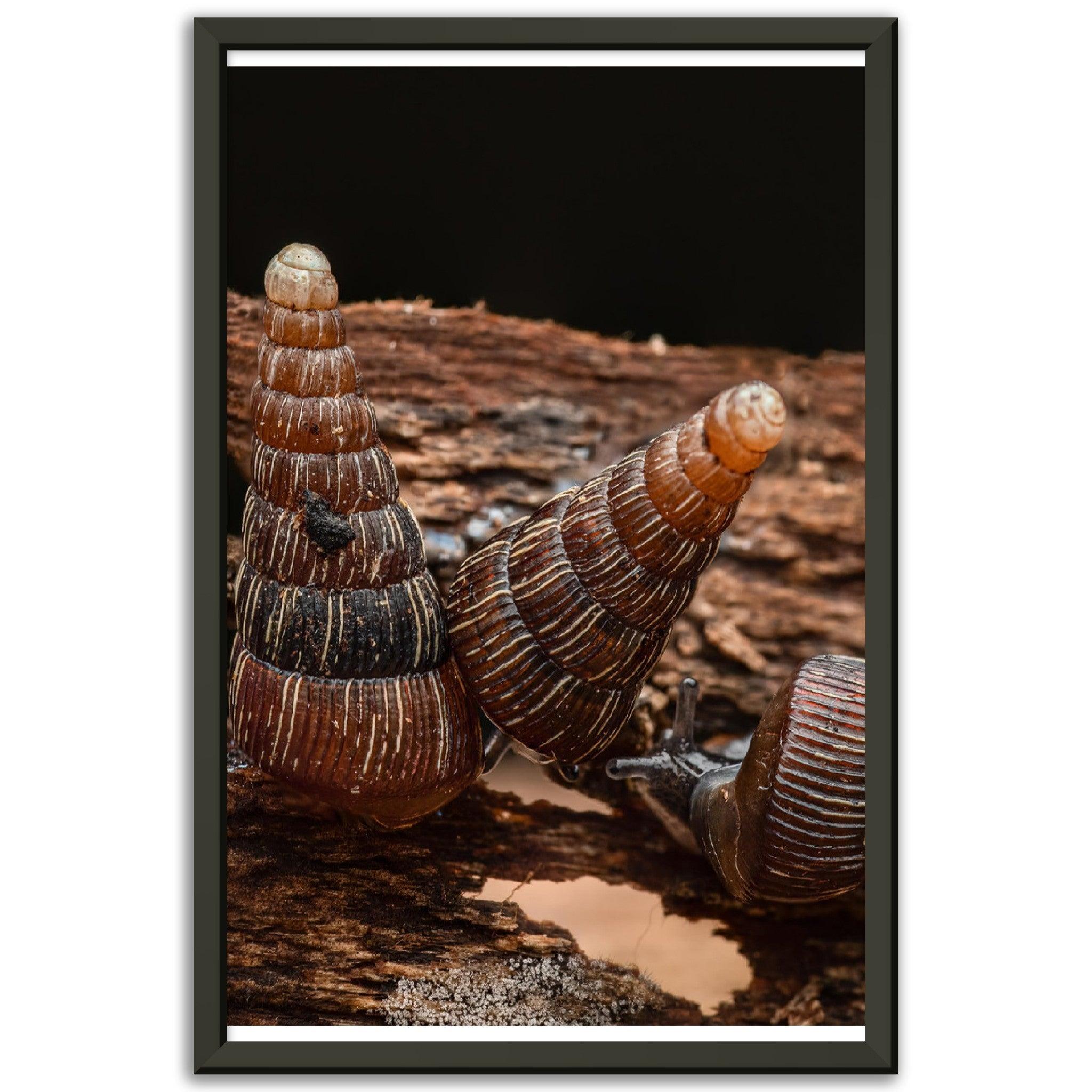 Schnecke 7 - Printree.ch amphibisch, biologie, fauna, Foto, Fotografie, frosch, gemeinsam, makro, Martin_Reichenbach, nahaufnahme, natur, schnecke, teich, tier, wild