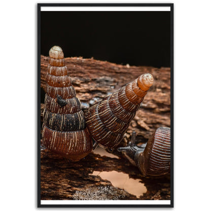 Schnecke 7 - Printree.ch amphibisch, biologie, fauna, Foto, Fotografie, frosch, gemeinsam, makro, Martin_Reichenbach, nahaufnahme, natur, schnecke, teich, tier, wild