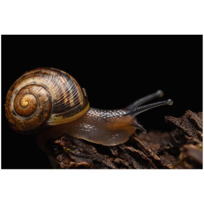 Schnecke - Printree.ch Foto, Fotografie, insekt, Macro, Makro, Martin_Reichenbach, Poster