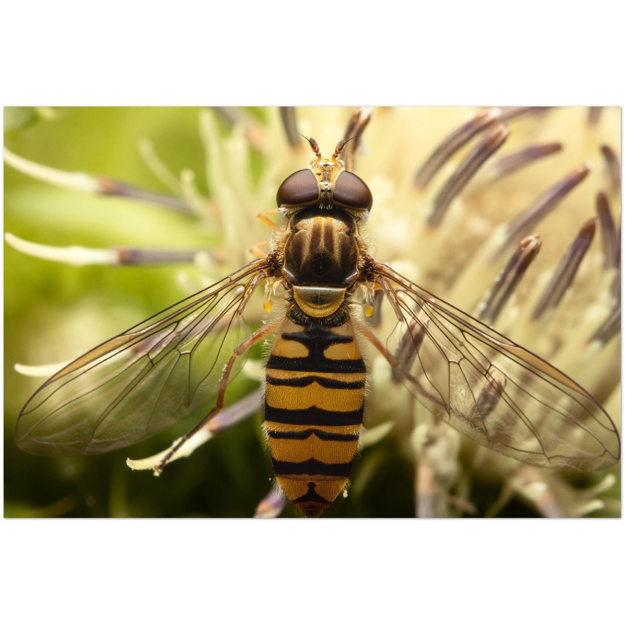 Schwebefliege - Printree.ch Foto, Fotografie, Makro, Martin_Reichenbach, Poster