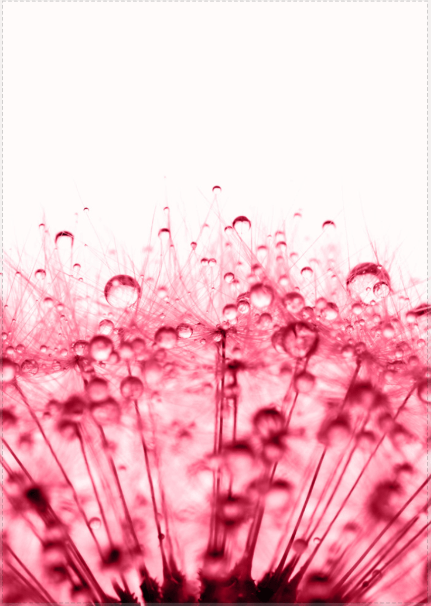 Tau Löwenzahn - Viva Magenta Red Trendfarbe für 2023 - Printree.ch 2023, Foto, Fotografie, Poster