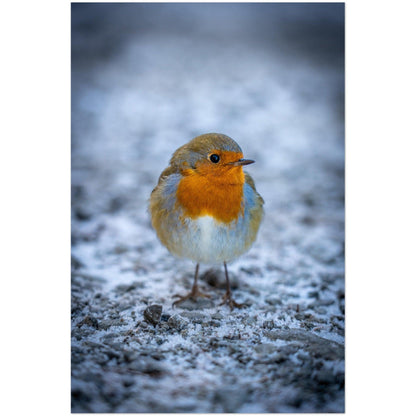 Tierwelt-Poster "Rotkehlchen" - Printree.ch Foto, Fotografie, Tier, Tiere, Tierthemen, Unsplash, Wildtiere