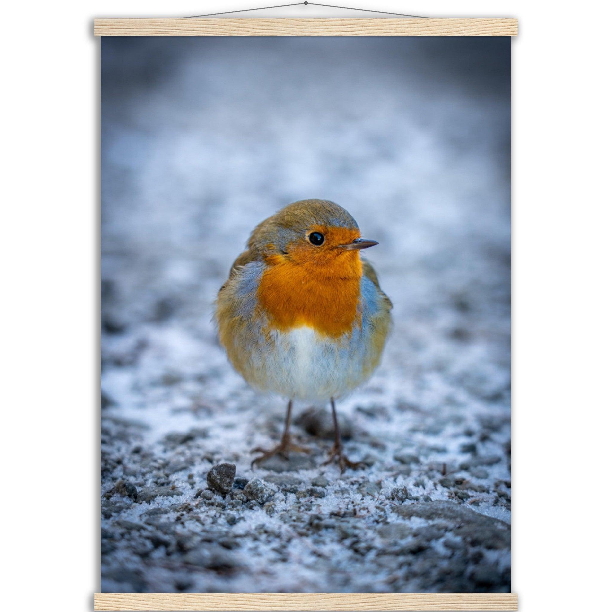 Tierwelt-Poster "Rotkehlchen" - Printree.ch Foto, Fotografie, Tier, Tiere, Tierthemen, Unsplash, Wildtiere