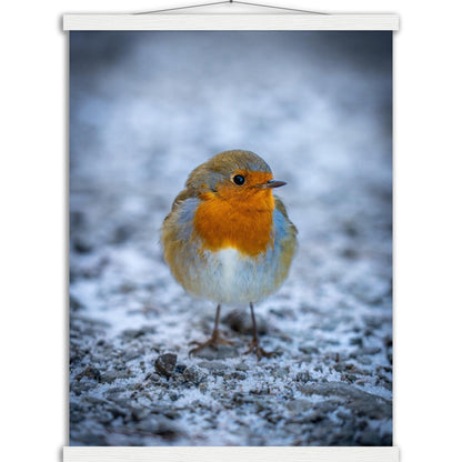 Tierwelt-Poster "Rotkehlchen" - Printree.ch Foto, Fotografie, Tier, Tiere, Tierthemen, Unsplash, Wildtiere