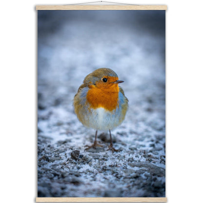 Tierwelt-Poster "Rotkehlchen" - Printree.ch Foto, Fotografie, Tier, Tiere, Tierthemen, Unsplash, Wildtiere