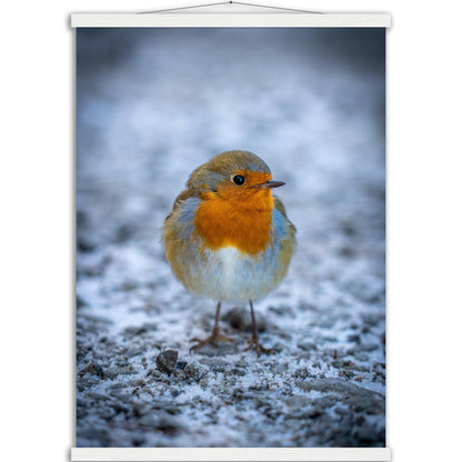 Tierwelt-Poster "Rotkehlchen" - Printree.ch Foto, Fotografie, Tier, Tiere, Tierthemen, Unsplash, Wildtiere