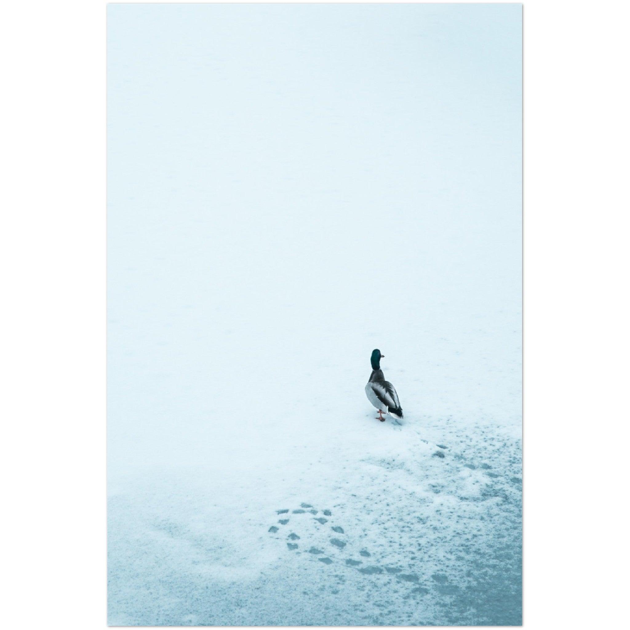 Tierwelt-Print: "Schneezauber" - Printree.ch Foto, Fotografie, Tier, Tiere, Tierthemen, Unsplash, Wildtiere