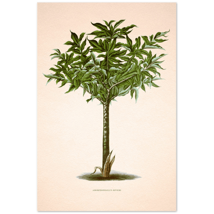 Tropischer Baum - Amorphophallus Rivieri-Print Material-Printree.ch