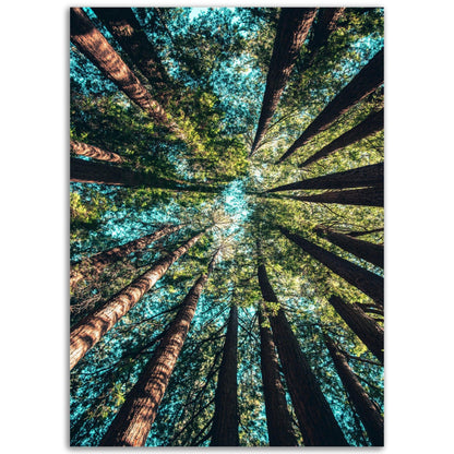 Wald von unten - Printree.ch baum