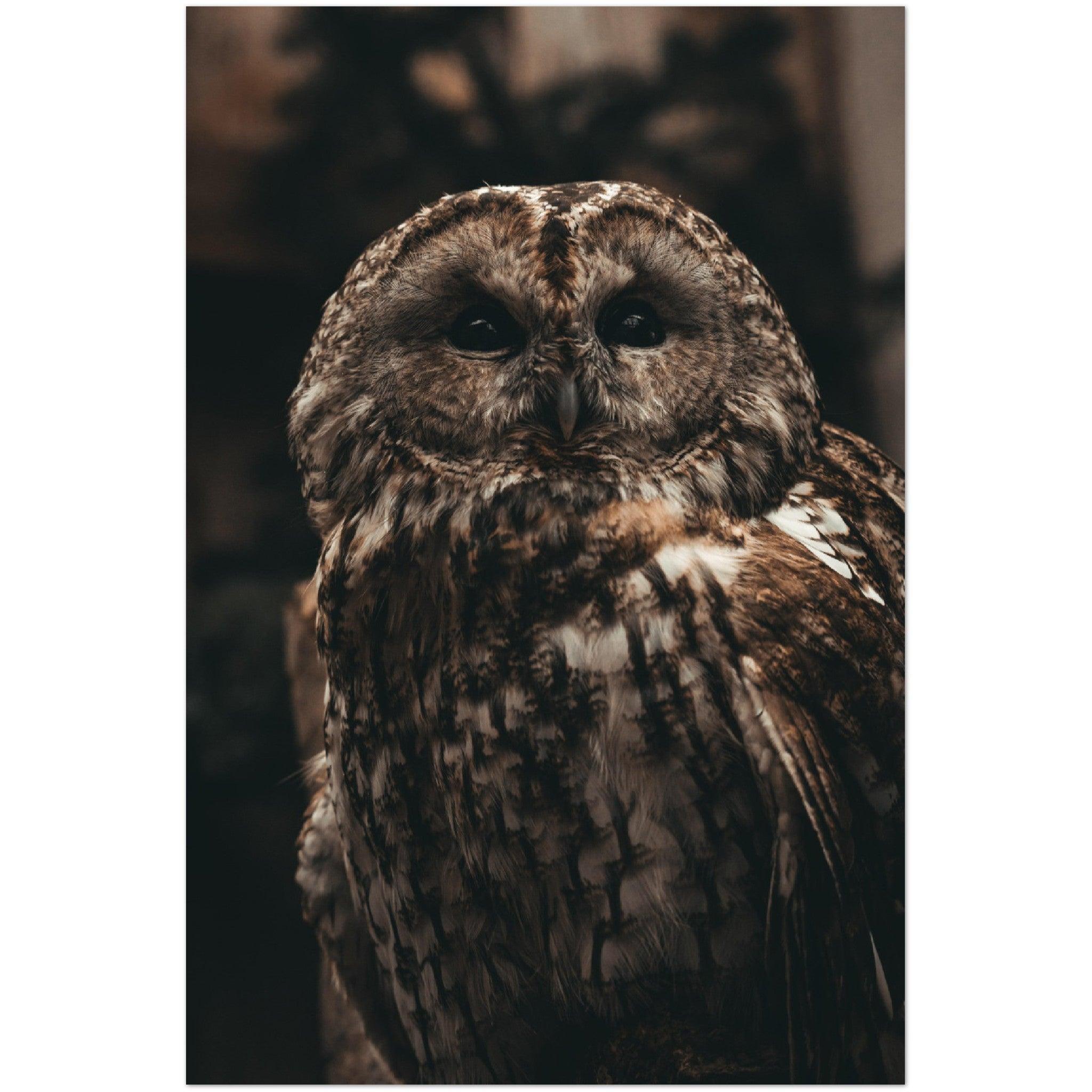 Waldkauz Poster - Printree.ch Foto, Fotografie, Portrait Tier, Tier, Tiere, Unsplash, Wildtiere